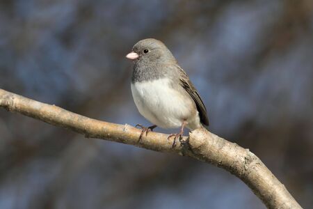 Dark-eyed Junco (junco hyemalis) on a branch in winterの写真素材