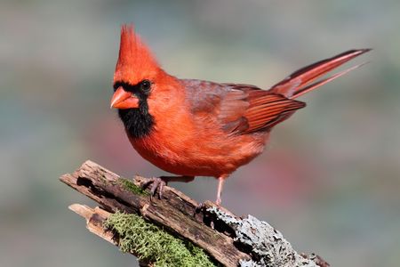 Male Northern Cardinal (cardinalis) on a stump with moss and lichen and a colorful background