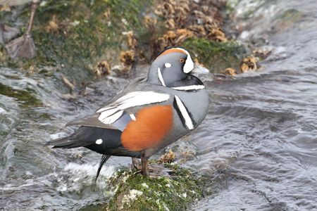 Male Harlequin Duck (histrionicus histrionicus) perched on a rock by the Atlantic Oceanの写真素材