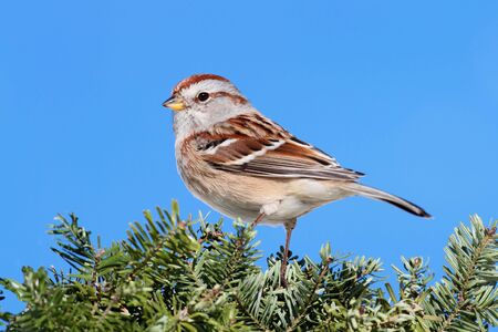 American Tree Sparrow (Spizella arborea) on an evergreen in winterの写真素材