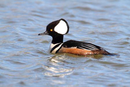 Male Hooded Merganser (Lophodytes cucullatus) swimming in blue waterの写真素材