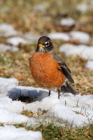 American Robin (Turdus migratorius) on a lawn with snowの写真素材