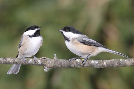 Pair of Black-capped Chickadees (poecile atricapilla) on a branchの写真素材