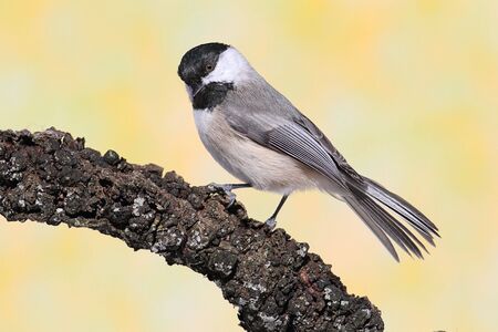 Black-capped Chickadee (poecile atricapilla) on a branch with a yellow backgroundの写真素材