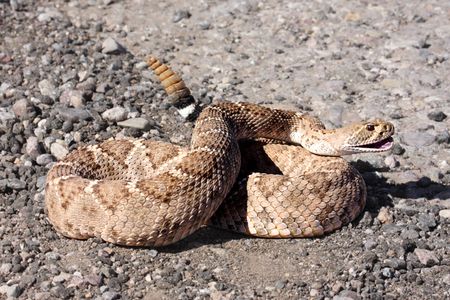 Western Diamondback Rattlesnake (Crotalus atrox) coiled to strikeの写真素材