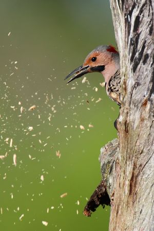 Northern Flicker (Colaptes auratus) on a tree trunk clearing wood out of a nest holeの写真素材