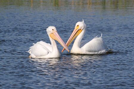 Pair of American White Pelican (Pelecanus erythrorhynchos) in the Florida Evergladesの写真素材