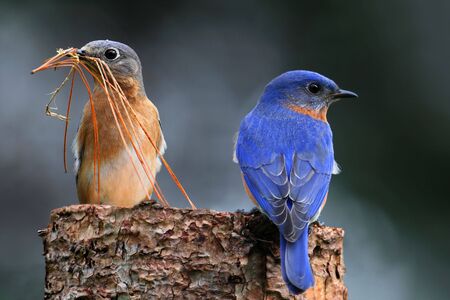 Pair of Eastern Bluebird (Sialia sialis) on a log with nesting materialの写真素材