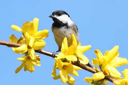 Black-capped Chickadee (Poecile atricapillus) perched on a branch with flowersの写真素材