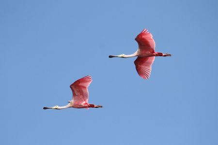 Pair of Roseate Spoonbills (Platalea ajaja) flying over the Florida Evergladesの写真素材