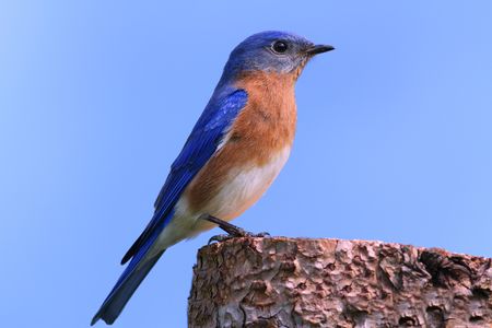 Male Eastern Bluebird (Sialia sialis) on a logの写真素材