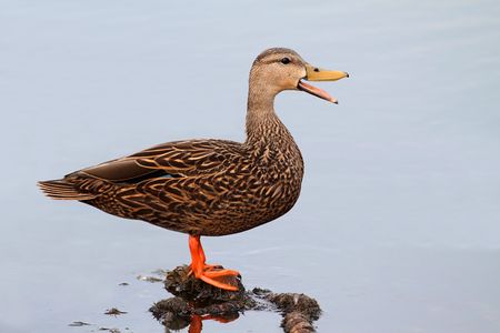 Although similar in appearance to female Mallards or Black Ducks, the Mottled Duck (Anas fulvigula) can be identified by its darker plumage, oranger legs as well as locationの写真素材