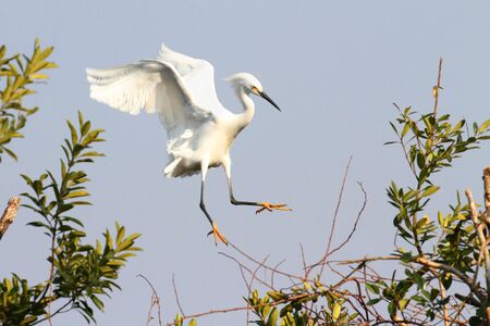 Snowy Egret (Egretta thula) in flight in the Florida Evergladesの写真素材