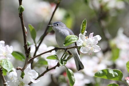 Blue-gray Gnatcatcher (Polioptila caerulea) perched on a branch with apple blossomsの写真素材