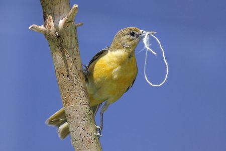 Female Baltimore Oriole (Icterus galbula) gathering string to build a nestの写真素材