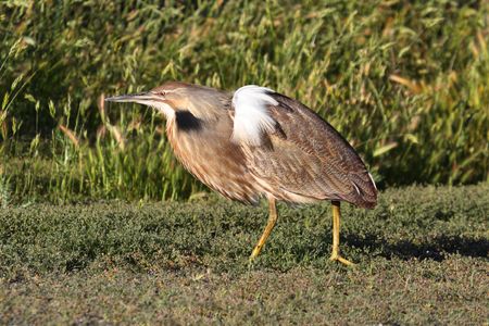 American Bittern (Botaurus lentiginosus) displaying breeding plumage
