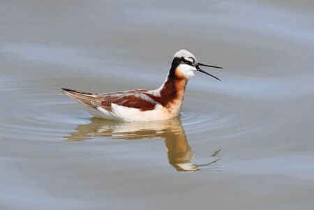 Wilsons Phalarope (Phalaropus tricolor) swimming in Californiaの写真素材