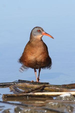 Virginia Rail (Rallus limicola) displaying in a marsh