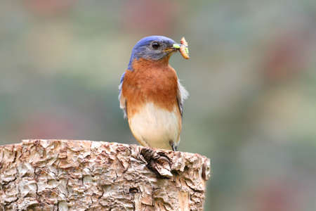 Male Eastern Bluebird (Sialia sialis) on a log with carrying a wormの写真素材