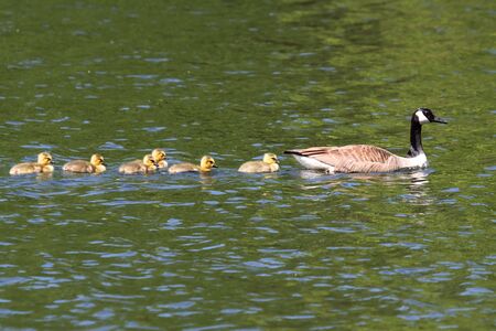 Canada Goose (Branta canadensis) swimming in blue water with baby goslingsの写真素材