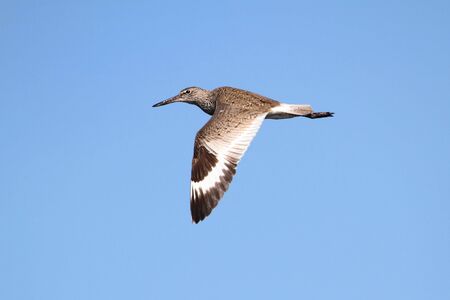 Willet (Catoptrophorus semipalmatus) in flight in the Florida Evergladesの写真素材