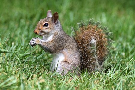 Gray Squirrel (sciurus carolinensis) eating on a lawn