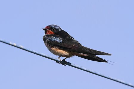 Barn Swallow (Hirundo rustica) on a wire with a blue sky backgroundの写真素材