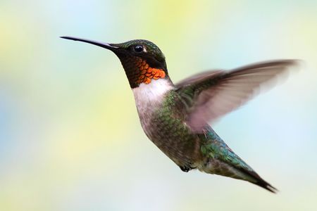 Ruby-throated Hummingbird (archilochus colubris) with a lightly colored floral  backgroundの写真素材