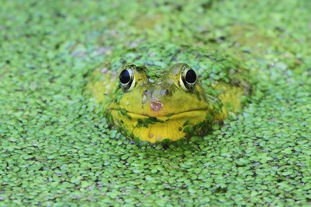 Green Frog (Rana clamitans) in a pond surrounded by duckweed