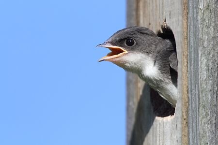 Baby Tree Swallow (tachycineta bicolor) in a bird house begging for foodの写真素材