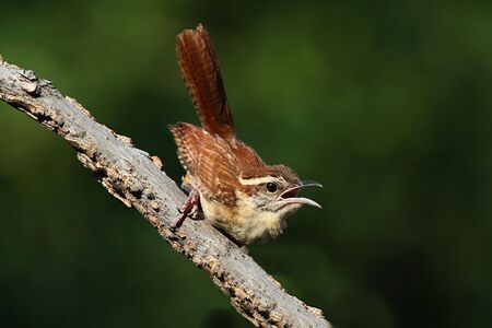 Carolina Wren (Thryothorus ludovicianus) on a branchの写真素材