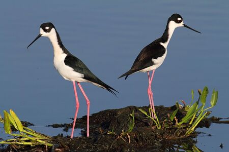 Black-necked Stilts (Himantopus mexicanus) in blue waterの写真素材