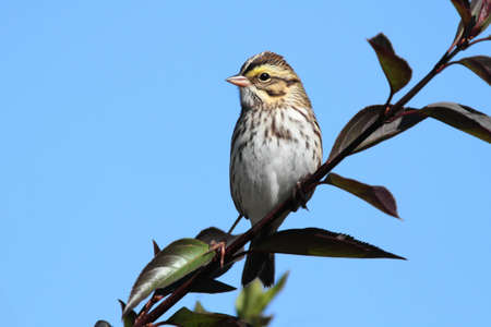 Savannah Sparrow (Passerculus sandwichensis) on a bushの写真素材