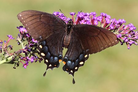 Female Eastern Tiger Swallowtail (papilio glaucas) Butterfly on a purple Butterfly Bush flowerの写真素材