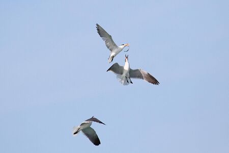 Endangered Royal Tern (Sterna maxima) fighting with Laughing Gulls over a fish
