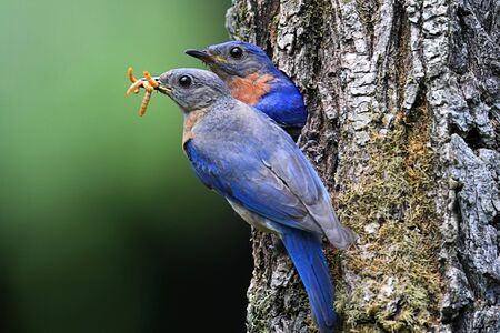 Pair of Eastern Bluebirds (Sialia sialis) bringing food to a nestの写真素材