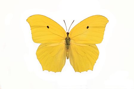 Sulphur Butterfly (Anteos Maerula) isolated on a white backgroundの写真素材