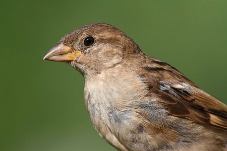 House Sparrow (Passer domesticus) with a greenl backgroundの写真素材