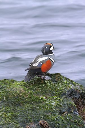 Male Harlequin Duck (histrionicus histrionicus) perched on a rock by the Atlantic Oceanの写真素材