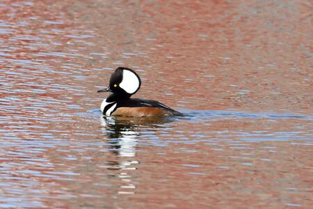 Male Hooded Merganser (Lophodytes cucullatus) swimmingの写真素材
