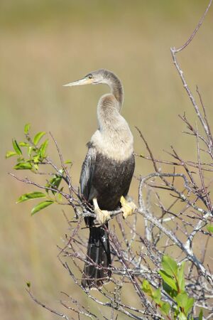 Anhinga on a perch near water in the Florida Everglades