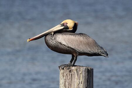 Brown Pelican (pelecanus occidentalis) perched in the Florida Evergladesの写真素材