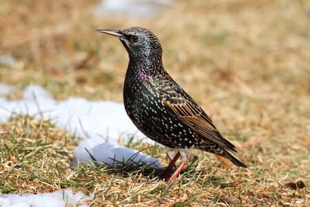 European Starling (Sturnus vulgaris) in winter with snowの写真素材