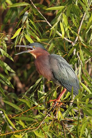 Green Heron (Butorides virescens) in the Florida Evergladesの写真素材