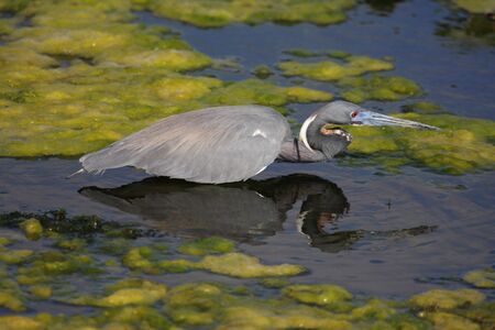Tricolored Heron (Egretta tricolor) in the Florida Evergladesの写真素材
