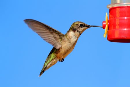 Juvenile male Ruby-throated Hummingbird (archilochus colubris) in flight at a feeder with blue backgroundの写真素材