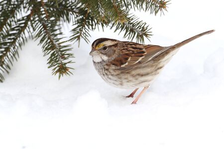 White-throated Sparrow (zonotrichia albicollis) perched on a snow covered tree limbの写真素材