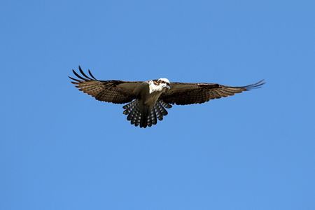Osprey (pandion haliaetus) in flight with a blue sky background