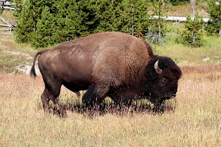 American Bison (Buffalo) in in Yellowstone National Park
