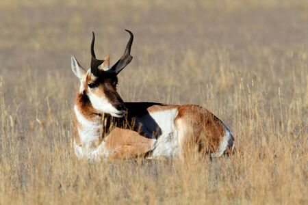 Pronghorn Antelope (Antilocapra americana) in Yellowstone National Parkの写真素材